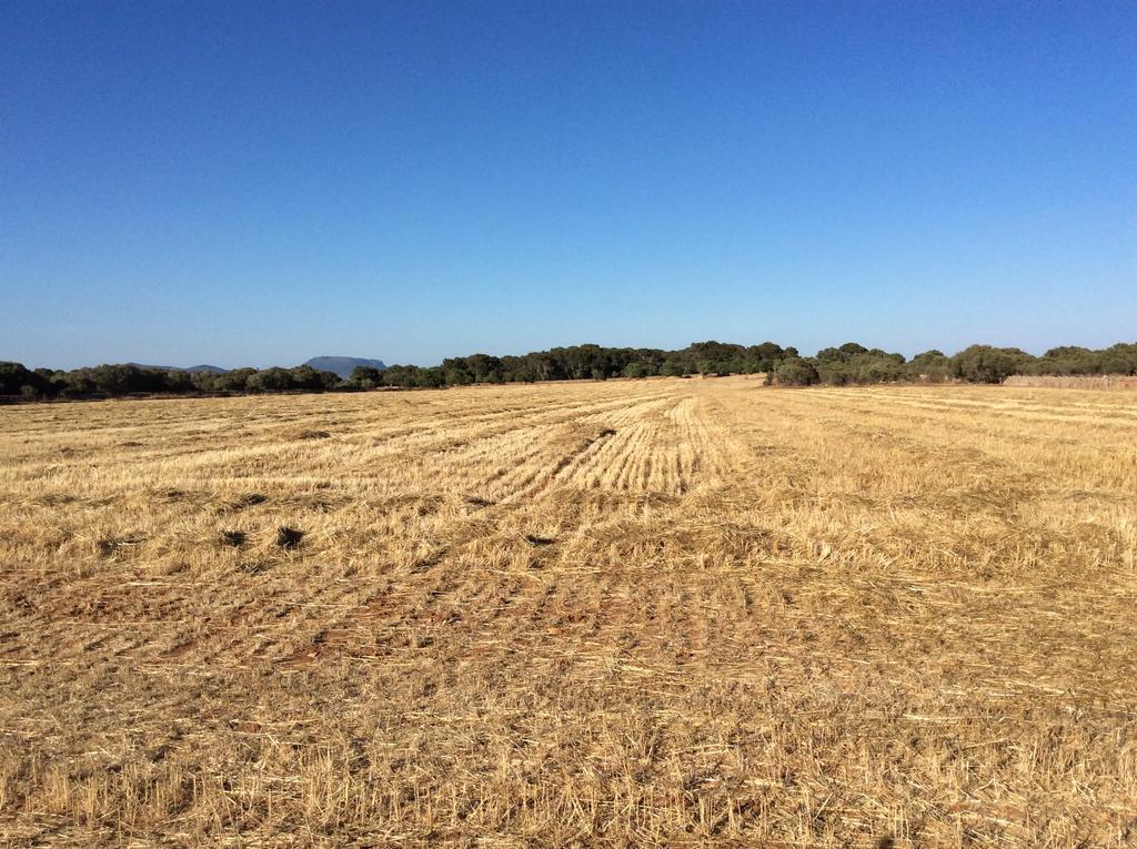 Sa Bassa Crua Agroturismo Sa Torre Εξωτερικό φωτογραφία