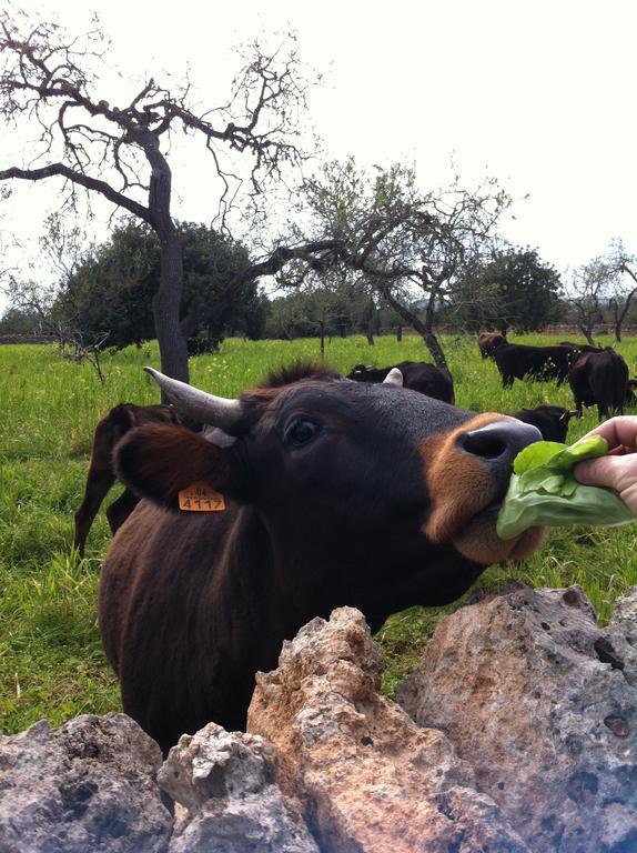 Sa Bassa Crua Agroturismo Sa Torre Εξωτερικό φωτογραφία